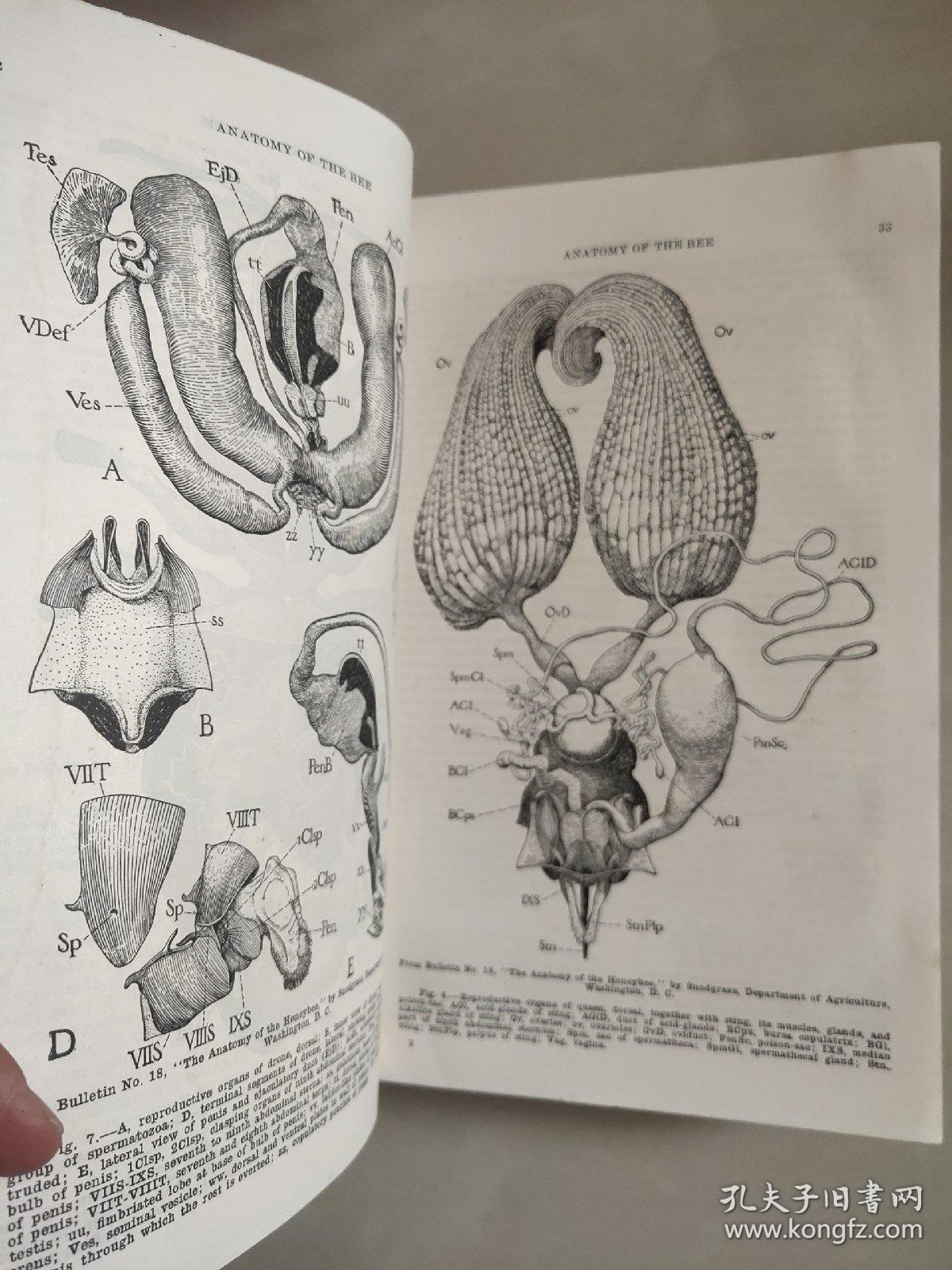 ABC and XYZ of BEE CULTURE 英文原版 1929年 革面精装,封面烫金凹凸印刷，品相较好