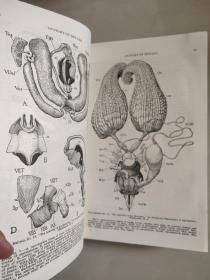 ABC and XYZ of BEE CULTURE 英文原版 1929年 革面精装,封面烫金凹凸印刷，品相较好