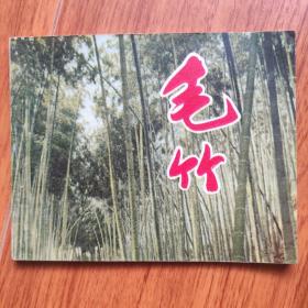 毛竹