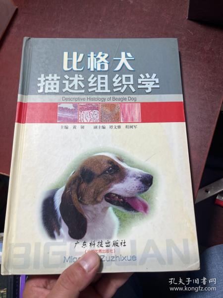 比格犬描述组织学