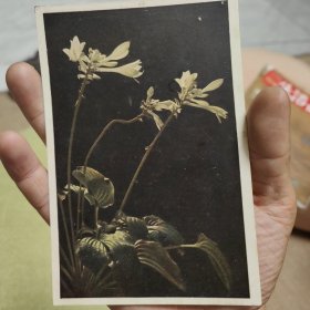 五六十年代中国人民邮政明信片 玉簪花