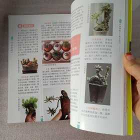 正版实拍：玩转多肉植物