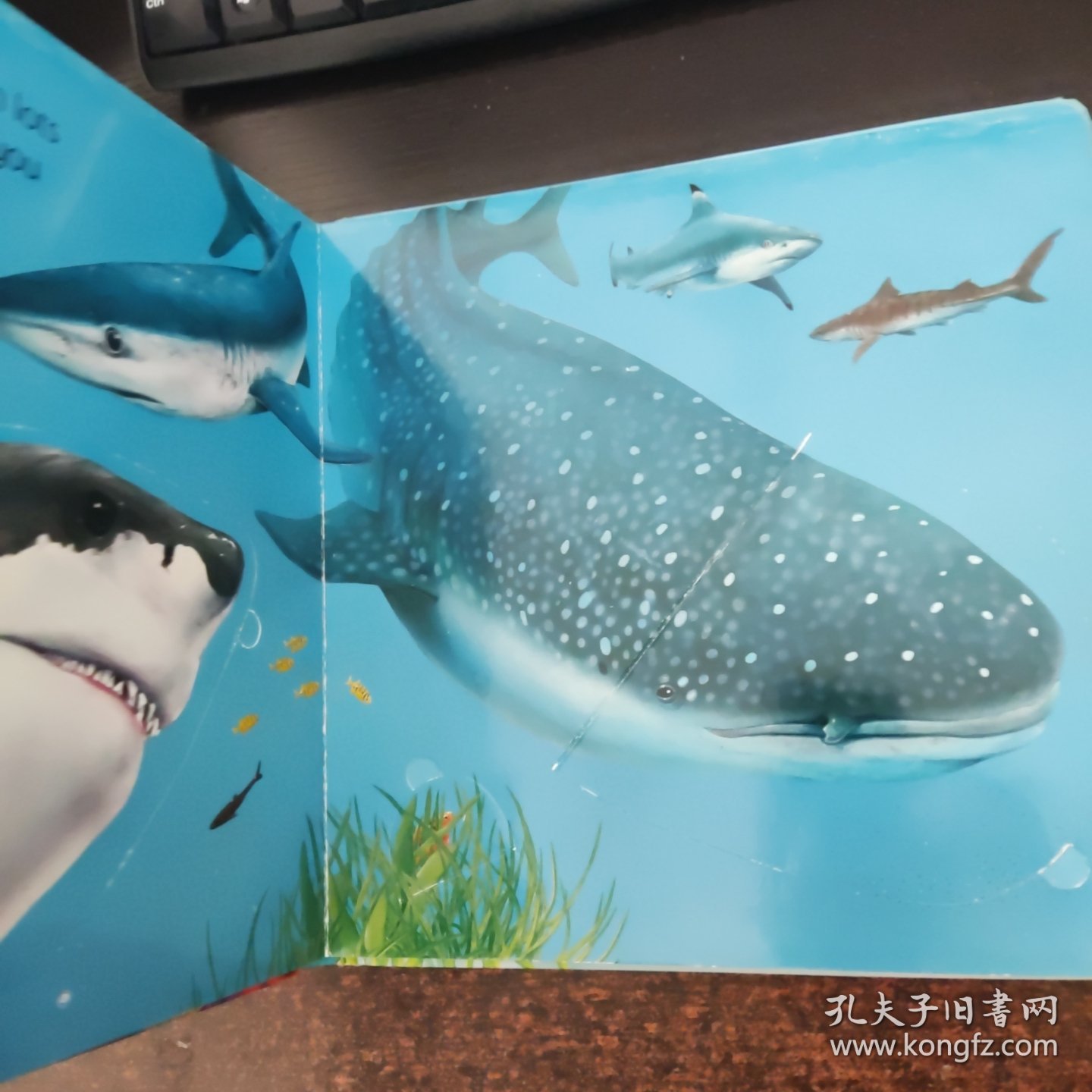 Under the Sea