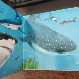 Under the Sea