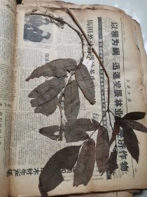 植物标本，无标本台纸.2150528-80