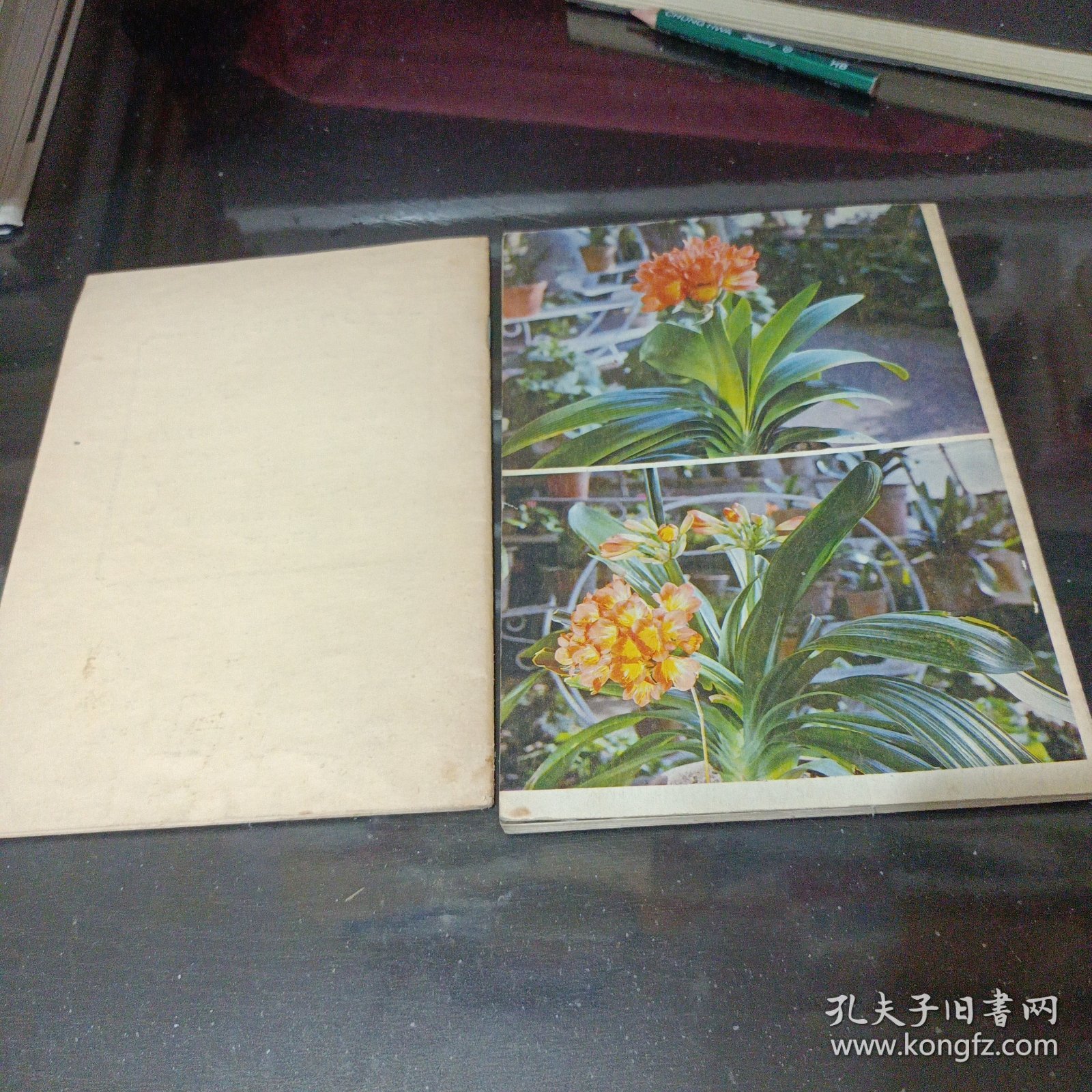 君子兰四季莳养 君子兰