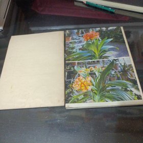 君子兰四季莳养 君子兰