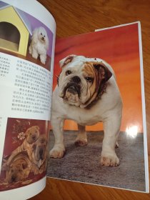 犬类