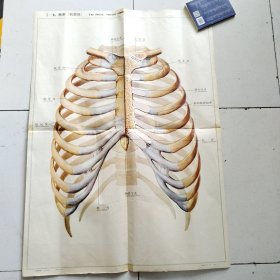 人体解剖挂图 1 骨及骨连结 <1-6胸廊（前面观）＞全开