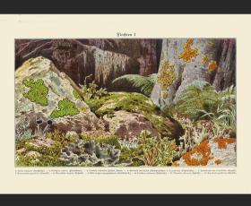 1896年彩色版画苔藓地衣