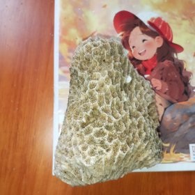 海南岛珊瑚石2
