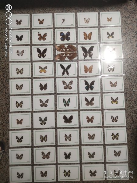 蝴蝶标本50个合售