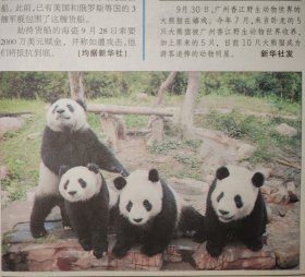 [酒文化专题报]国酒茅台热烈庆祝中华人民共和国成立59周年 广州香江野生动物世界的大熊猫在嬉戏