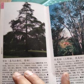 中国木本观赏植物图鉴1