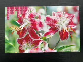 百合花 花卉专题 60分牡丹邮资明信片 全场满58元包邮