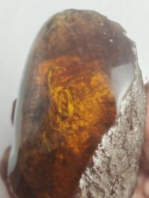 树化石树蜡石琥珀收藏