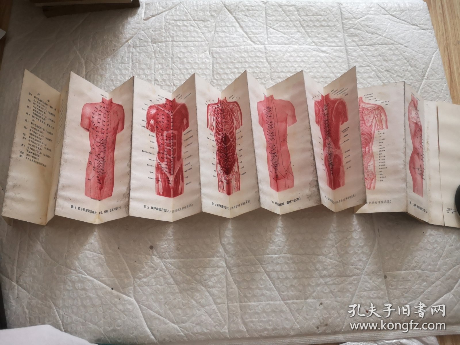 针灸学与解剖学相结合图册：折迭式经穴层次解剖图解 驱干部分