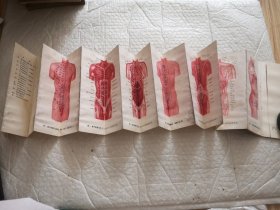 针灸学与解剖学相结合图册：折迭式经穴层次解剖图解 驱干部分