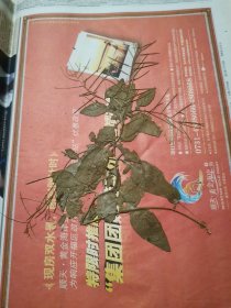 植物标本，无标本台纸.2150528-92
