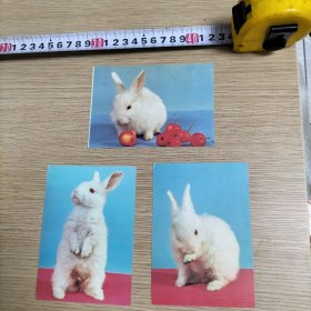 兔年大吉3张