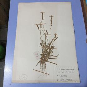 【A152】八十年代中国科学院南京植物研究所植物标本，8开大小，有植物名、产地、采集人、鉴定人，采集日期，鉴定日期等详细标