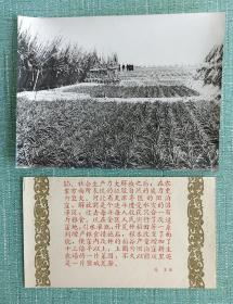 天津专区的团泊洼，团泊洼新生农场的一片菜园，以前这里还是一片盐碱荒滩 五六十年代照片长20厘米宽15厘米