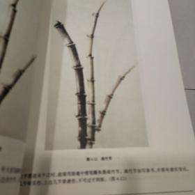 怎样画梅兰竹菊松(正版书)