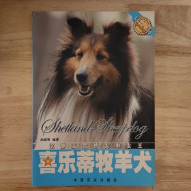 喜乐蒂牧羊犬