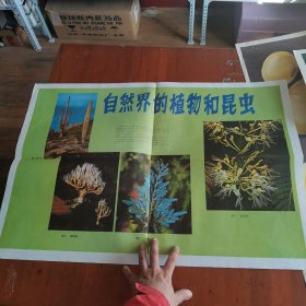 八十年代初中生物教学挂图1张——自然界的植物和昆虫