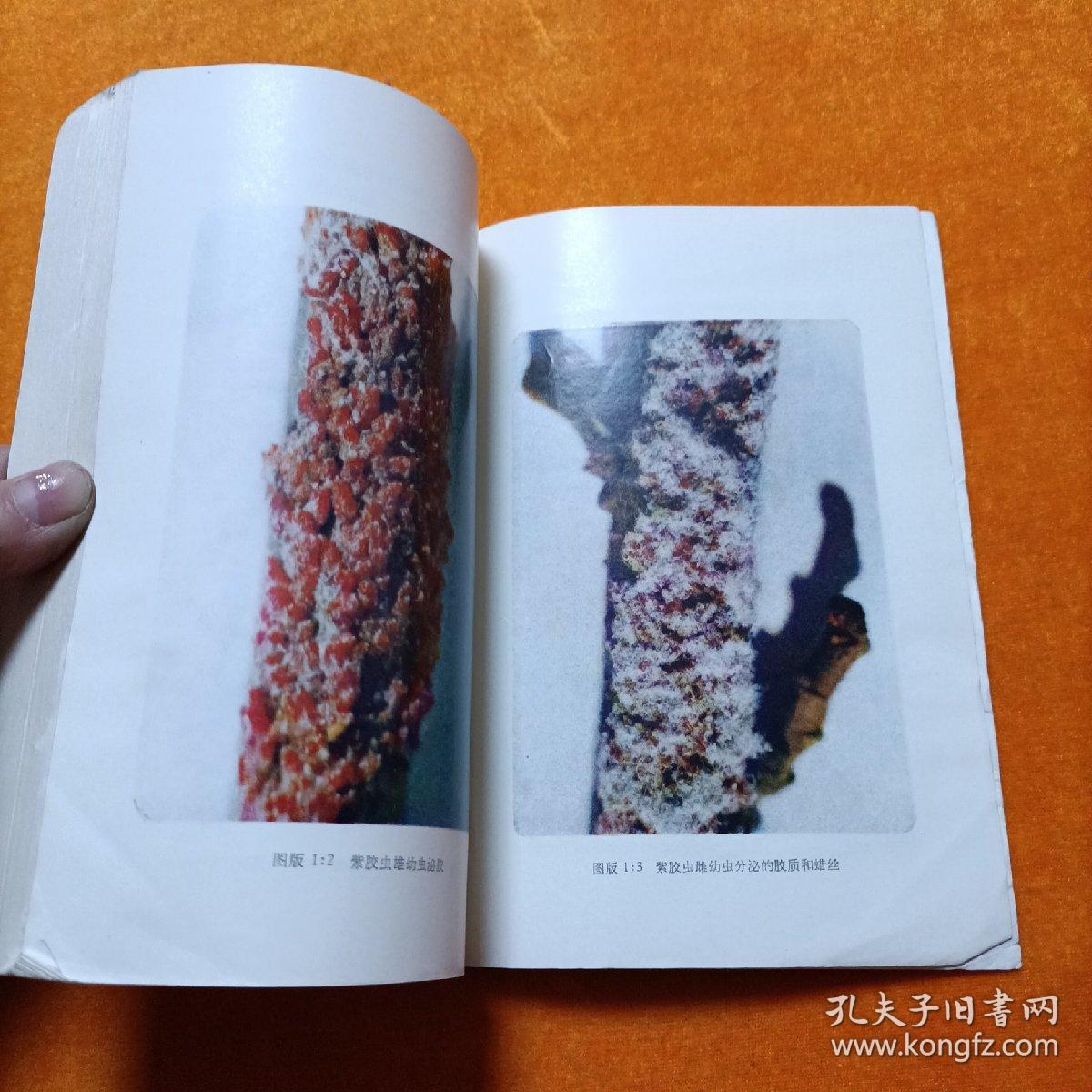 资源昆虫