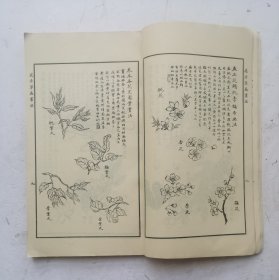 （花卉草虫画谱]清未民初著名画家《馬駘畫寶》花卉草虫画谱。分两部分：第一部分，花卉草虫画法，目录，这部分主要是关于花卉虫草技法。第二部分：百花写生画谱，目录，上集、下集，一本全集，近代著名回族画家马駘画谱。上集是花卉草虫画法，下集百花写生画谱、鱼虫瓜果禽画谱、蘭竹博古画谱。收作者画稿252幅。马骀（1886—1937），清末民初时期的著名画家，《马胎画宝》启功题写《分类画范自习画谱大全》书名。