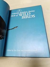 National Audubon Society Book of WILD BIRDS 精装大16开