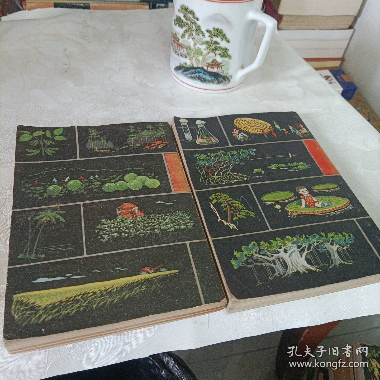 十万个为什么——植物【1～2】