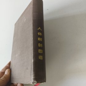 人体解部图谱(S一2书架)