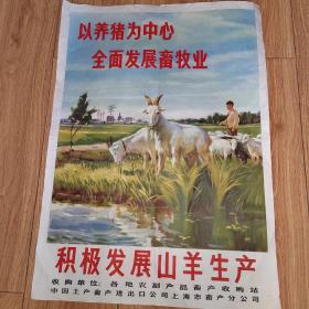 《以养猪为中心，积极发展山羊生产》六十年代宣传画