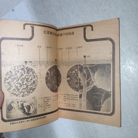 红茶菌的科学分析 1003