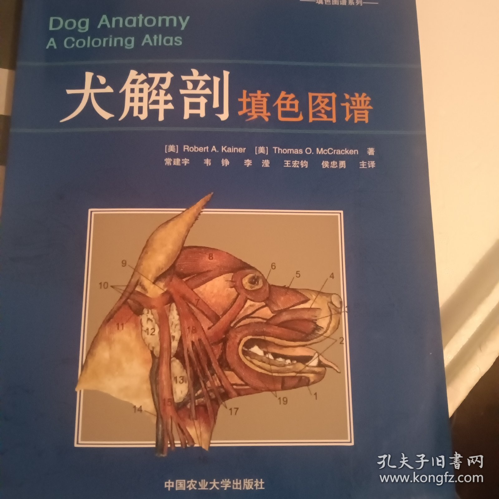 犬解剖填色图谱