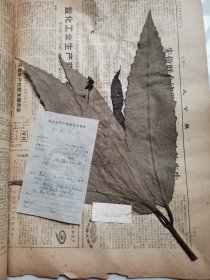 植物标本，无标本台纸.2150528-53