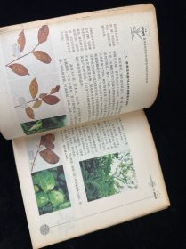 云南普洱茶