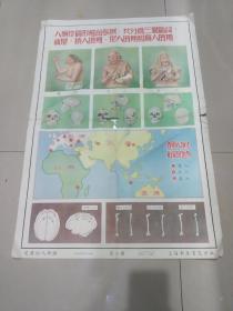从猿到人挂图（七）山东自然科学教育研究所编绘  上海新亚书店出版（78/53厘米）