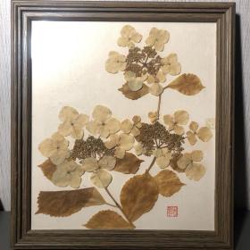 标本植物制作老画框（植物画）