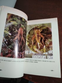 中国宁津蟋蟀志