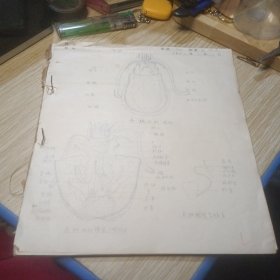 五十年代的，动物学植物学组织胚胎学人体解剖学手绘图谱（前后有缺页）