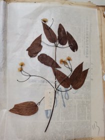 植物标本，无标本台纸.50327-114