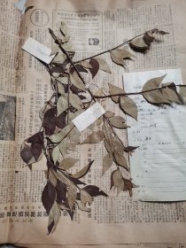 植物标本，无标本台纸.2150528-60