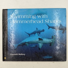 Swimming with Hammerhead Sharks