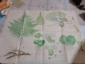 初中课本植物学教学挂图：蕨类植物3（1）――蕨的生活史，