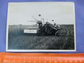 03561 克山 农试 小麦 收获 照片 民国 时期 老照片