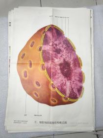 植物及植物生理教学挂图 ：植物细胞的有丝分裂图解，植物细胞的无丝分裂图解，植物的机械组织，叶绿体的超微结构模式图 ，细胞质的运动 等共35张 22021204