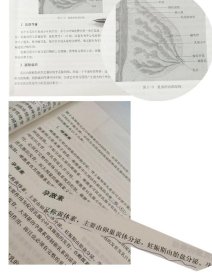 催乳师 9787504598691 邸慧敏 编 中国劳动社会保障出版社